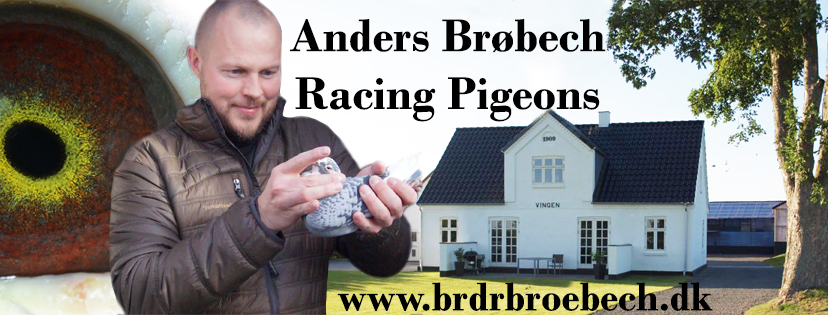 de danske brevduer de danske brevduer